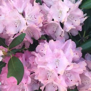 Meet your Posher, Michaela